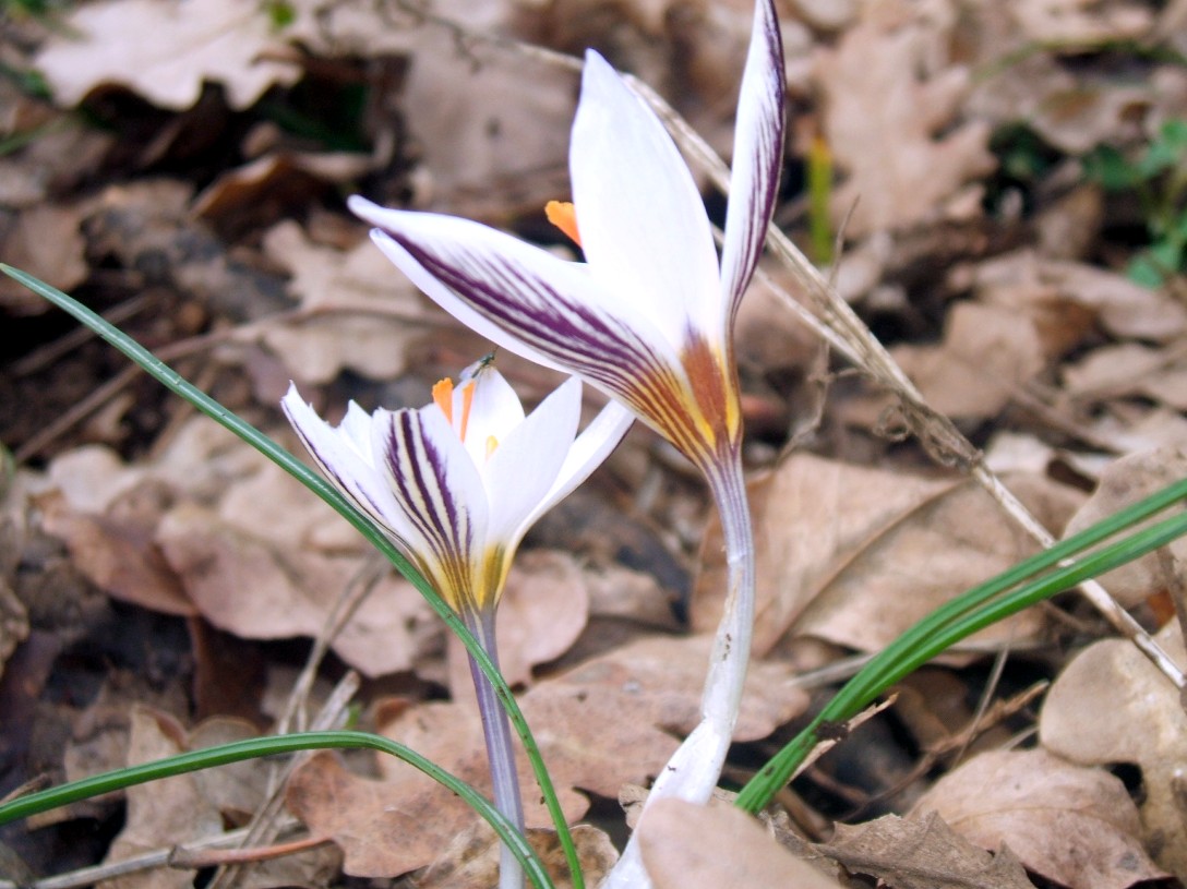 Gennaio sul Gargano - Anemone hortensis, Crocus biflorus